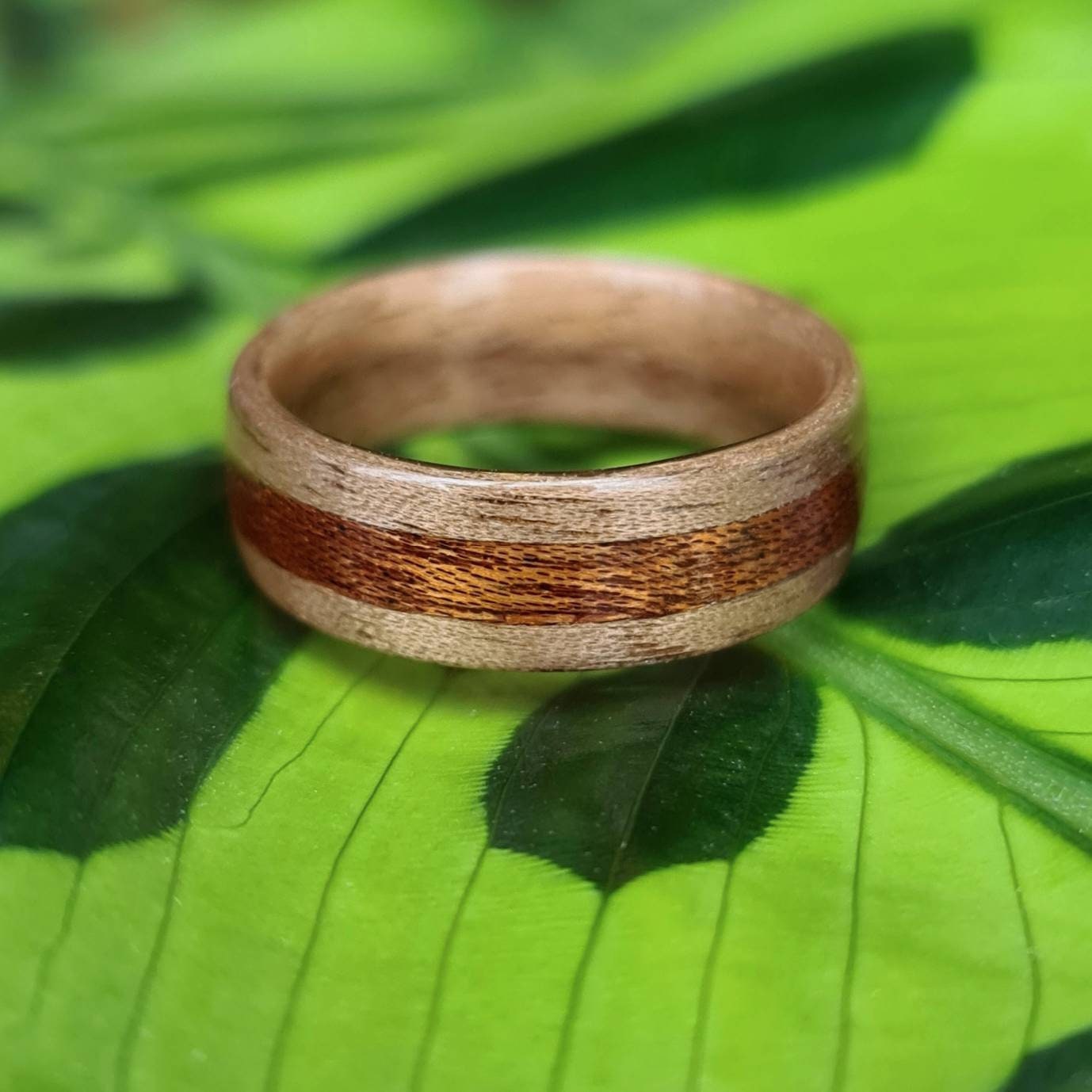 Walnut and sapele hand made bent wood ring
